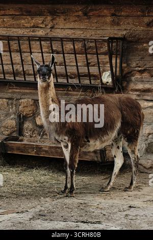 Vista completa del corpo di un lama marrone in piedi vicino a un alimentatore di legno in un recinto rustico dello zoo. Foto Stock