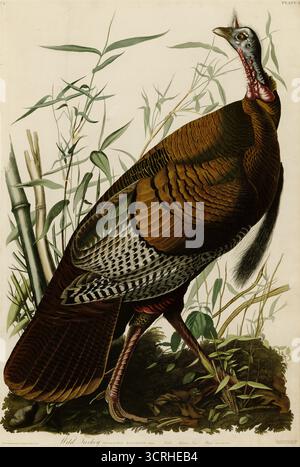 Piatto 1 degli uccelli d'America di John James Audubon raffigurante la Turchia selvaggia. Esemplare di tacchino selvatico (meleagris gallopavo). Inciso da un dipinto di John Ja Foto Stock