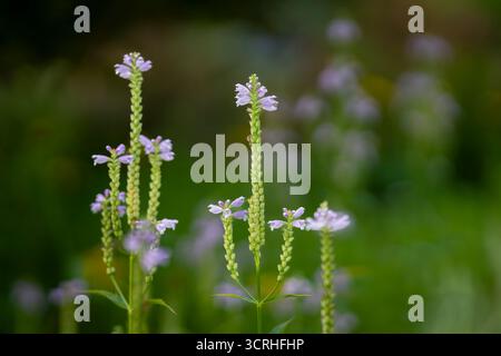 American Vervain (Verbena hastata) noto anche come Blue Vervain, Simpler's Joy o Swamp Verbena. Una pianta in fiore della famiglia Vervain, Verbenaceae. Foto Stock