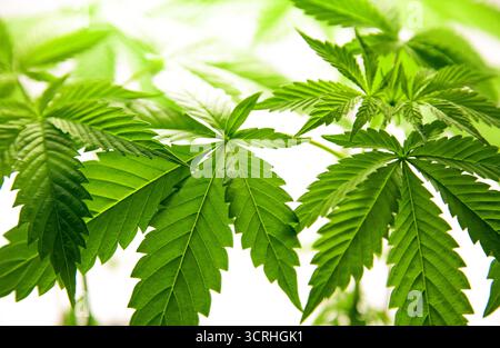 Primo piano di foglie di marijuana verde fresca usata per cannabis medica, medicina alternativa e scopi ricreativi Foto Stock
