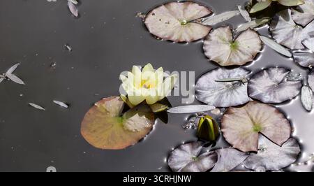 Fiori di loto gialli che galleggiano in un tranquillo laghetto con ninfee bagnati dalla luce del sole. Foto Stock