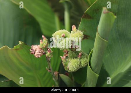 fiori piccanti che esplodono dalle gemme contro grandi foglie di colore verde medio (macro, primo piano) Foto Stock