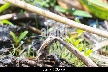 Una dragonfly Black Meadowhawk (Sympetrum danae) arroccata su un bastone vicino a una zona umida Foto Stock