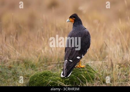 Caracara caruncolata (Phalcoboenus carunculatus) arroccata su rocce coperte di muschio nelle alte praterie di Páramo in Ecuador. Foto Stock