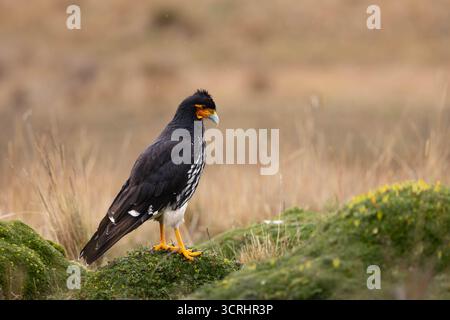 Caracara caruncolata (Phalcoboenus carunculatus) arroccata su rocce coperte di muschio nelle alte praterie di Páramo in Ecuador. Foto Stock
