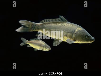Carpa comune (Cyprinus carpio carpio), adulto e giovanile su sfondo nero, Francia Foto Stock