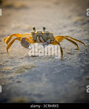 Una foto ravvicinata di un granchio fantasma dell'Atlantico (Ocypode quadrata) su una spiaggia sabbiosa. Foto Stock