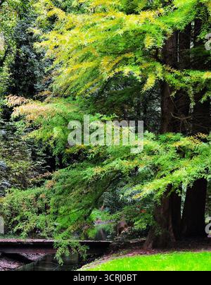 Swamp Cypress a settembre, Hévíz, Ungheria Foto Stock