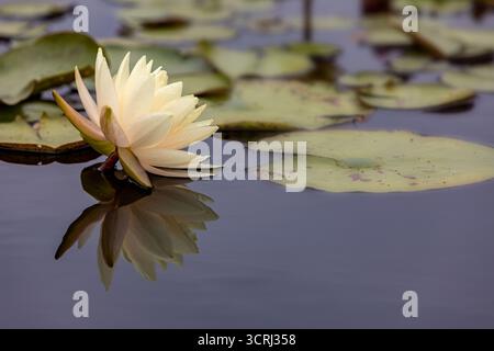 fiore di loto giallo in acqua riflettente Foto Stock