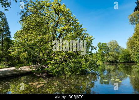 Grande ippocastano fiorito (Aesculus hippocastanum), lago Worcester College, Università di Oxford, Inghilterra, Regno Unito Foto Stock