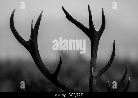 Corna di cervo (cervo) maschile Leicestershire Inghilterra Regno Unito. Settembre 2025 Foto Stock