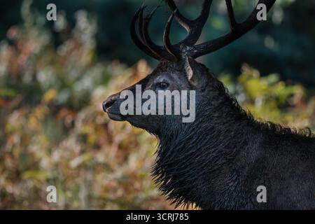 Maschio (cervo) Cervo rosso (Cervus elaphus) allerta e vigile. Leicestershire Inghilterra Regno Unito. Settembre 2025 Foto Stock