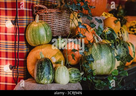 Primo piano di una vibrante disposizione autunnale con varie buongustai e zucche verdi e arancioni annidate tra l'edera trainata. Un cestino di vimini, luci Foto Stock