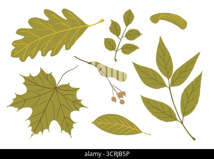 Foglie verdi autunnali. Impostare diverse foglie di acero, quercia e altri alberi. Decorazioni autunnali in stile piatto. Illustrazione Vettoriale