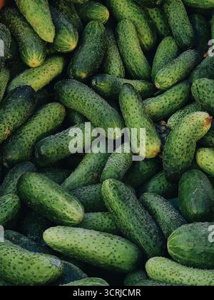 Cetrioli sul mercato. Sfondo vegetale - consistenza verde di cetrioli impilati in pochi strati. Foto Stock