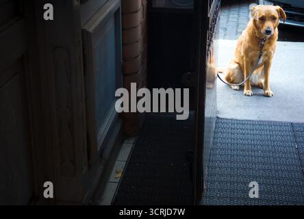 Cane lasciato seduto accanto alla porta di un negozio Foto Stock