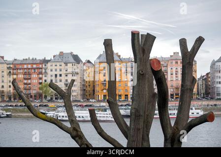 Alberi pesantemente potati contro case Foto Stock