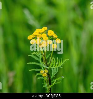 Una deliziosa pianta di Tansy, Tanacetum vulgare, con spiccati fiori gialli e foglie verdi, nota anche come bottoni amari, mucca amara o bottoni dorati. Foto Stock