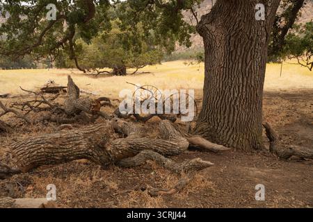 Scena autunnale con un grande albero di quercia, rami caduti e vecchie ruote di carri in un campo dorato, catturando il fascino rustico autunnale delle miniere di diamanti neri. Foto Stock