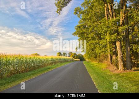 Il paesaggio dell'ora d'oro del sole che tramonta illuminando una foresta e un campo di mais lungo una strada rurale nella contea di Washington, Wisconsin. Foto Stock