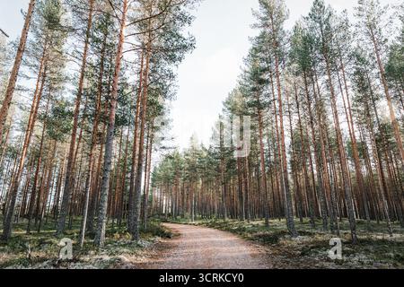 Una strada nella foresta di ghiaia attraversa una foresta aperta e gestita con alti tronchi di pino che si innalzano verso il cielo in una brillante giornata autunnale in Svezia Foto Stock