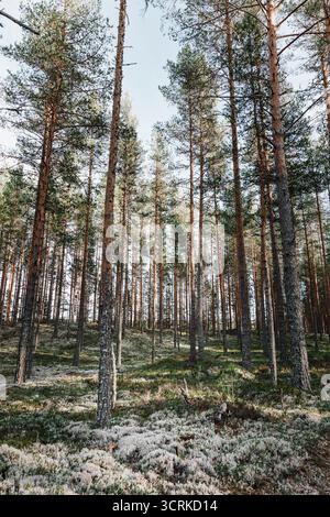 Pavimento della foresta densamente tappezzato con muschio bianco di renna e licheni sotto gli alti tronchi rossastri di una pineta svedese durante la stagione autunnale Foto Stock