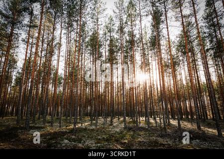 La spettacolare luce del sole scorre attraverso la fitta formazione di alti tronchi di pino, illuminando il scuro e tranquillo pavimento della foresta svedese in autunno Foto Stock