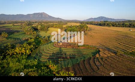 Splendida vista aerea delle risaie curve a terrazze in vivaci colori verdi e dorati, circondate da palme e colline tropicali, con un cielo blu limpido. Foto Stock