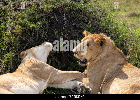 Due leoni africani (Panthera leo) che riposano e si legano su un tumulo erboso durante un safari nella riserva nazionale di Maasai Mara, Kenya. Agosto 2025 Foto Stock