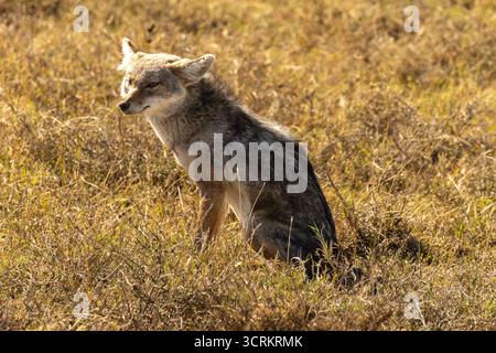 Un Giacallo dal dorso nero (Lupulella mesomelas) seduto nell'arida e soleggiata savana del Parco Nazionale del Serengeti Foto Stock