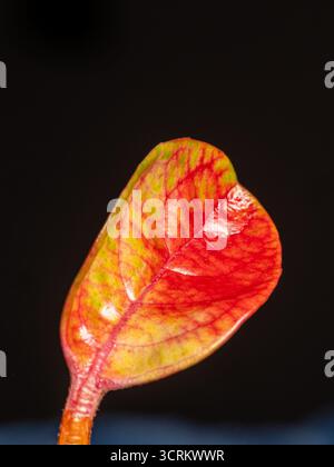 foglie cadute dagli alberi con i colori dell'autunno Foto Stock