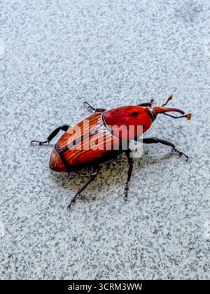 Rhynchophorus ferrugineus noto anche come Red Palm weevil, Asian Palm weevil o sago Palm weevil Foto Stock