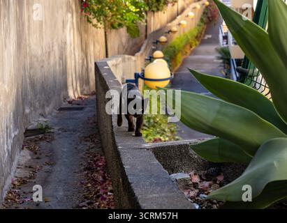Un gatto nero cammina lungo uno stretto sentiero di cemento delimitato da un lussureggiante giardino e da un muro illuminato dal sole in un'area residenziale Funchal Madeira Foto Stock