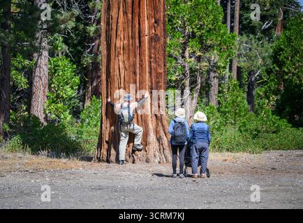 Uomo con le braccia allungato per misurare le dimensioni del grande pino. Una donna anziana e una figlia adulta ci tengono d'occhio. Concetto di gita in famiglia. Lago Tahoe. CAL Foto Stock