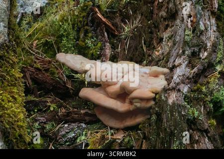 Primo piano di un fungo a staffa, che cresce su legno morto e marcisce Foto Stock