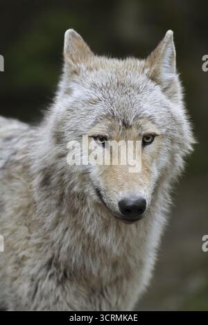 Lupo eurasiatico (Canis lupus lupus), ritratto, prigioniero, Germania Foto Stock