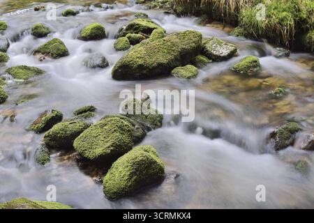 Pietre di Mossy in un torrente di montagna, Parco Nazionale della Foresta Bavarese, Baviera, Germania Foto Stock