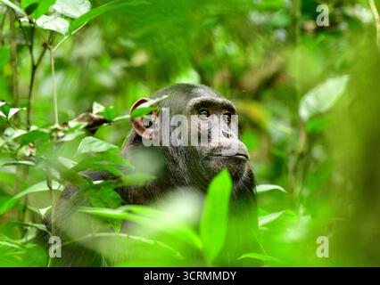 Ritratto di uno scimpanzé comune (Pan Troglodytes) nella foresta. Kibale National Park. Uganda Foto Stock