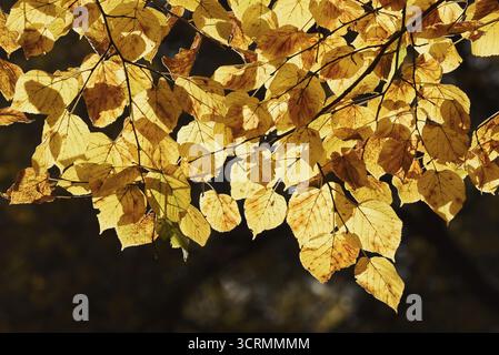Calce (Tilia platyphyllos), foglie in autunno, Renania settentrionale-Vestfalia, Germania Foto Stock