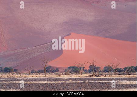 L'iconica duna Sossusvlei si illumina di rosa all'alba, alberi di acacia camelthorn morti in primo piano, vasto deserto antico, Parco Nazionale Namib-Naukluft, Namibia. Foto Stock