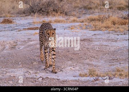 Primo piano frontale di un ghepardo (Acinonyx jubatus) che cammina verso la fotocamera con uno sguardo intenso, il cappotto macchiato su un terreno pallido all'alba, Onguma, Namibia Foto Stock