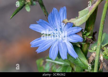 Cicoria (Cichorium intybus), fiore selvatico blu che fiorisce a settembre nel Surrey, Inghilterra, Regno Unito Foto Stock