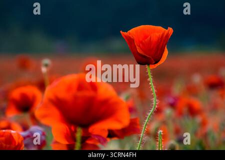 papaveri rossi sul campo. immagine di sfondo per ricordo o giorno anzac. splendido paesaggio di campagna con fiori al tramonto. messa a fuoco selettiva Foto Stock