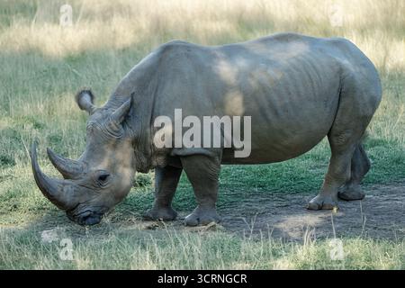 Rinoceronte bianco - Ceratotherium simum simum Foto Stock
