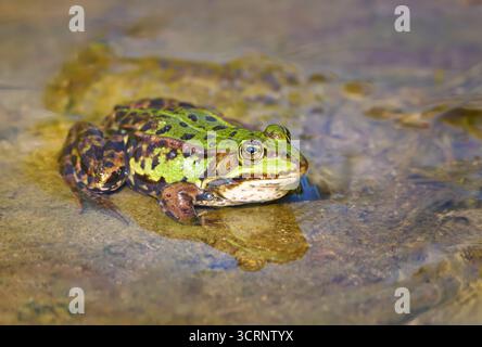 Rana comune (Pelophylax esculentus, Rana esculenta) seduta in acque poco profonde Foto Stock