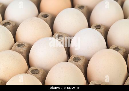 Un cartone di uova con guscio marrone. Il cartone è pieno di uova, e hanno tutte le stesse dimensioni. Le uova sono disposte in una fila ordinata Foto Stock