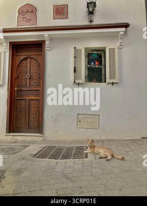 Gatto di tabby arancione che poggia su un pavimento di pietra nella vecchia Kasbah Medina di Tangeri, Marocco. Tranquilla scena stradale catturata il 1° ottobre 2025. Foto Stock