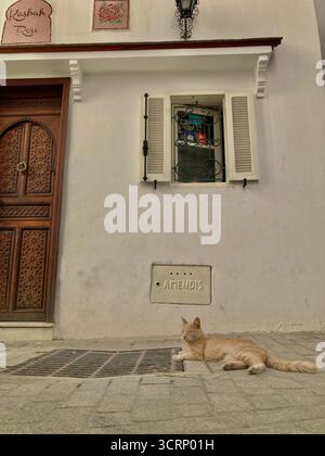Gatto di tabby arancione che poggia su un pavimento di pietra nella vecchia Kasbah Medina di Tangeri, Marocco. Tranquilla scena stradale catturata il 1° ottobre 2025. Foto Stock