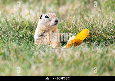 Lo scoiattolo di terra di Richardson (Urocitellus richardsonii), Inglewood Bird Sanctuary, Calgary, Alberta, Canada Foto Stock