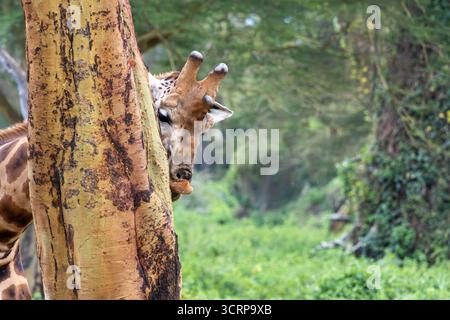 Una giraffa Rothschild in via di estinzione (Giraffa camelopardalis) si nutre mordendo e rimuovendo la corteccia da un albero di acacia nel Parco Nazionale del Lago Nakuru, Kenya. Foto Stock